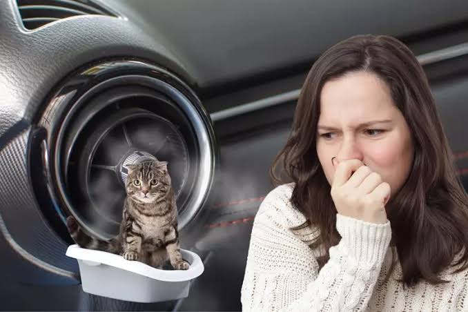 Driver holding her nose at a smell from the car air vent, with a cat in a litter tray
