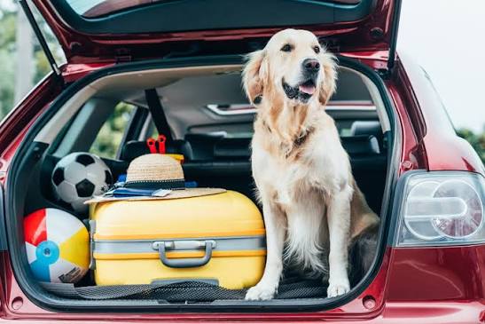 Golden retriever sitting in an open car trunk with luggage before a road trip