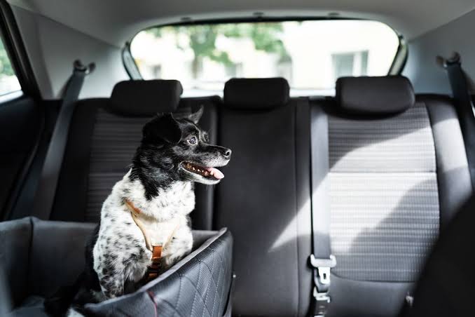Small dog sitting in a pet booster seat on the back seat of a car
