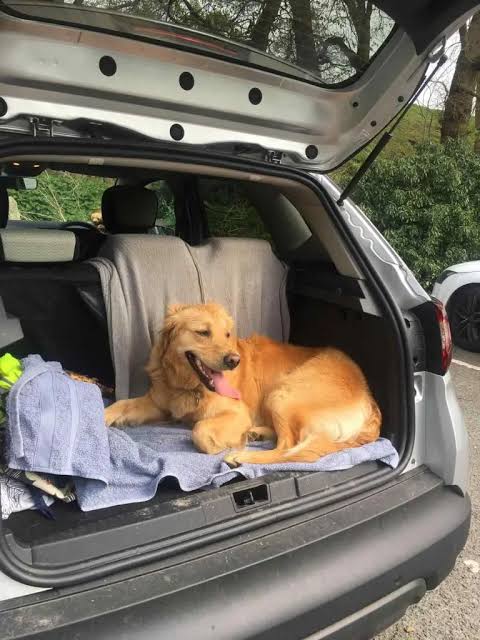 Golden retriever resting on towels in the cargo area of an SUV